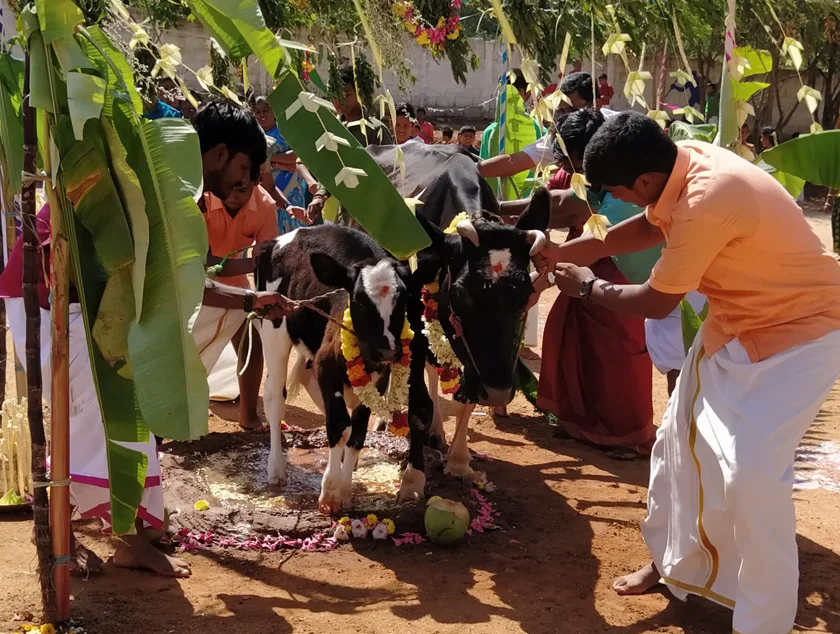 Pongal Celebration